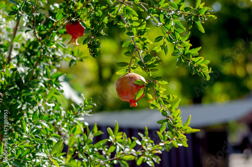 Red ripe pomegranates hanging from tree branches. Sweet ripe fru photo