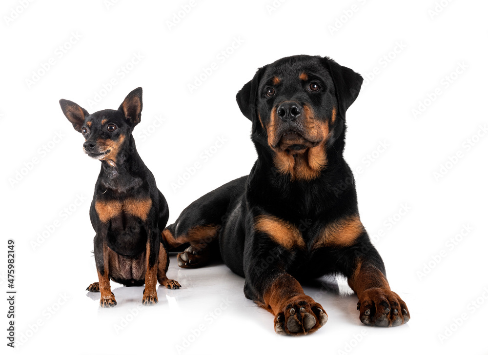 Fototapeta premium miniature pinscher and rottweiler