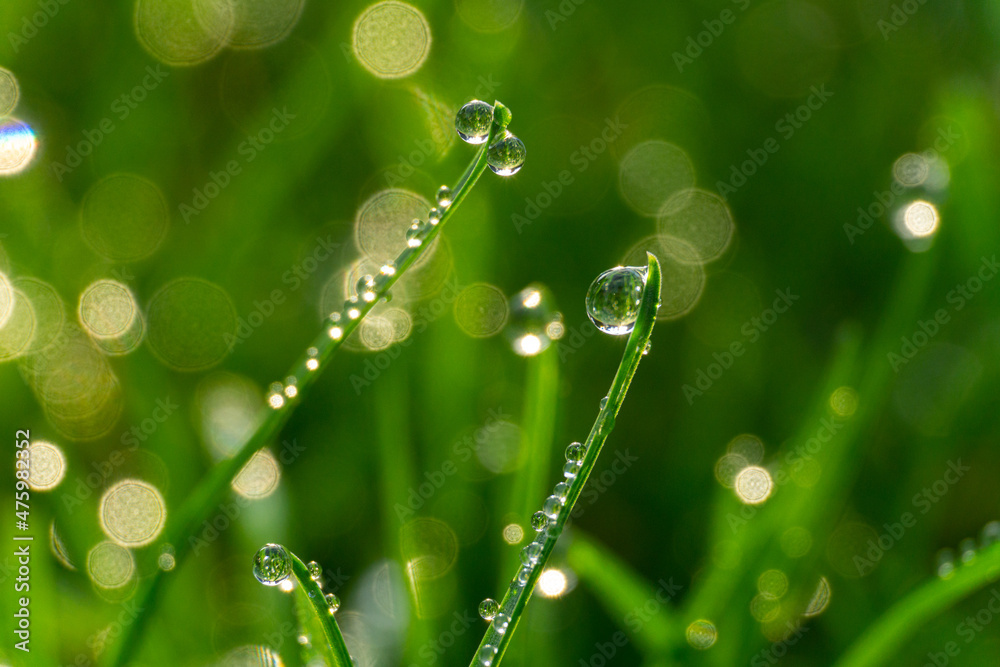 gras with waterdrops in Sunlight gras with waterdrops in Sunlight
