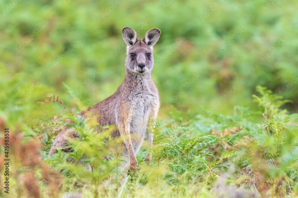 Portrait of eastern grey kangaroo (Macropus giganteus) standing outdoors Portrait of eastern grey kangaroo (Macropus giganteus) standing outdoors