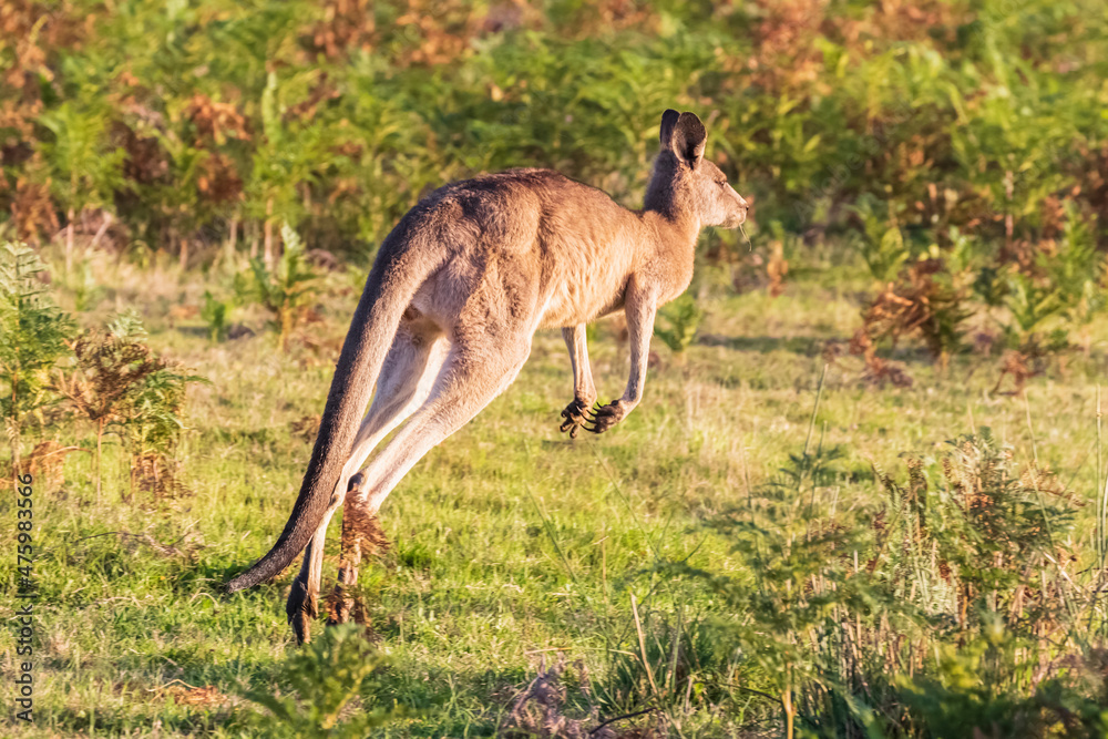 Eastern grey kangaroo (Macropus giganteus) jumping through grass Eastern grey kangaroo (Macropus giganteus) jumping through grass