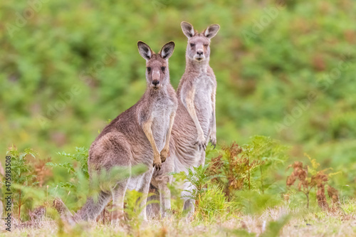Two eastern grey kangaroos (Macropus giganteus) looking at camera while standing outdoors photo