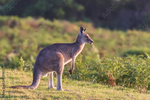 Eastern grey kangaroo (Macropus giganteus) standing outdoors photo