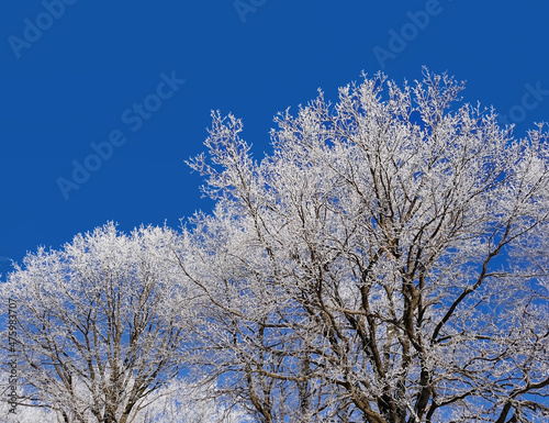 beautiful winter landscape with snowy trees against blue sky. scenic winter forest natural background. Winter season concept. frozen cold weather. 