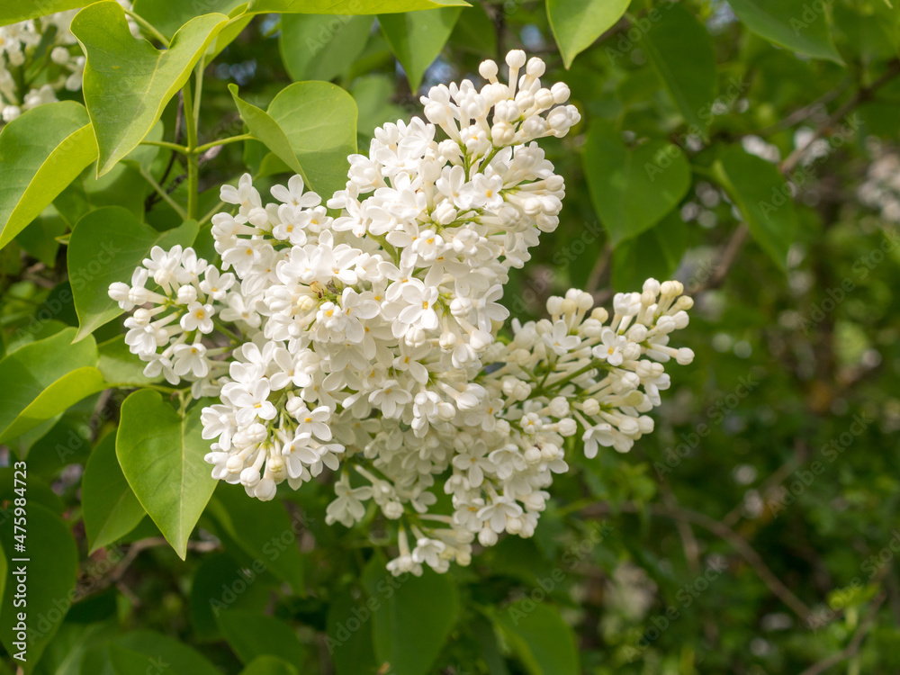 lilac in spring lilac in spring