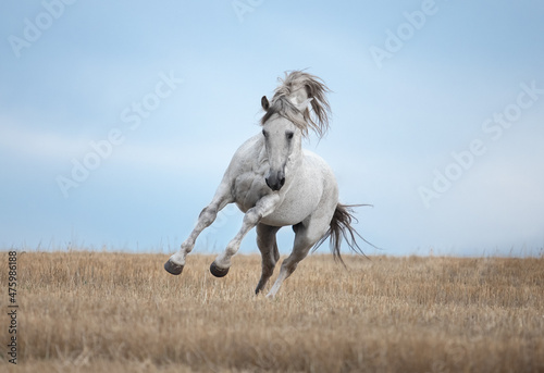 white horse runs gallop in the field