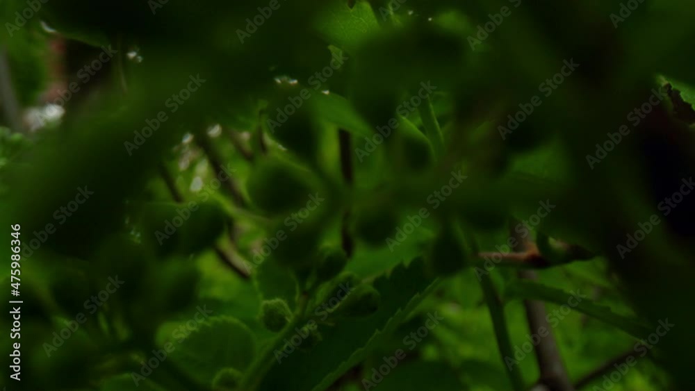 Tree branch with small leafs view in closeup against big fresh green trees. Tree branch with small leafs view in closeup against big fresh green trees.