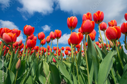 Surface view of bed of red blooming tulips