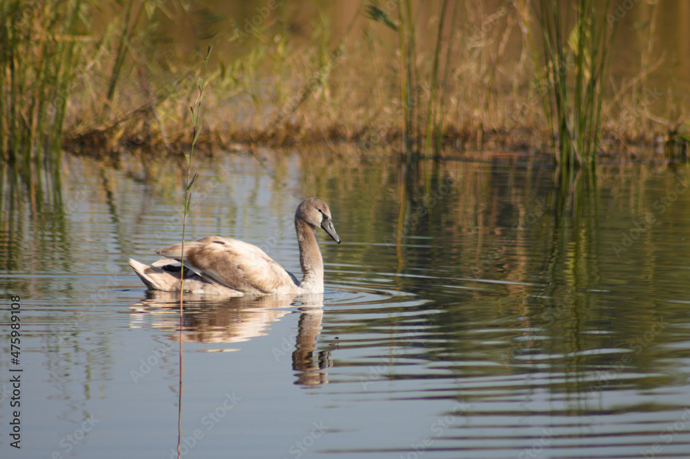 Young swan on lake with reflections closeup view with selective focus on foreground