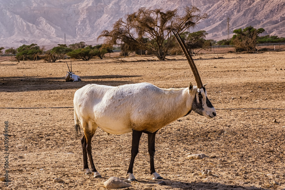 Gemsbok or Oryx gazella in Hay-Bar Yotvata Nature Reserve, Israel Gemsbok or Oryx gazella in Hay-Bar Yotvata Nature Reserve, Israel
