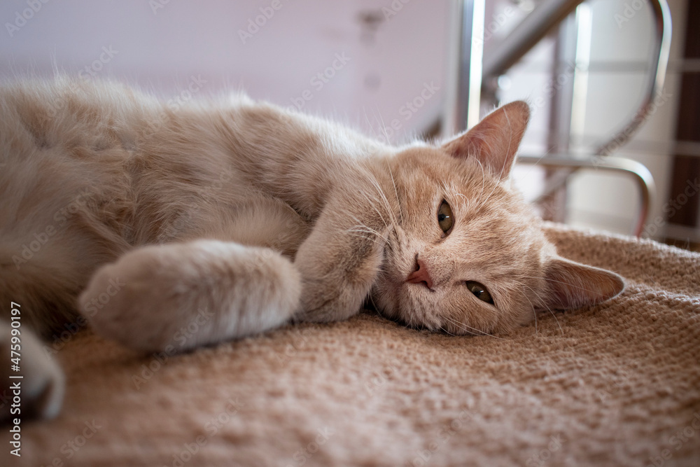 portrait of a small yellow cat  kitten