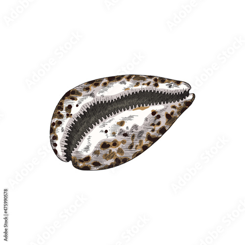 Vintage hand drawn seashell vector illustration isolated on white background.