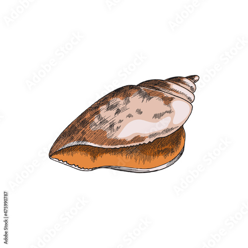 Cockleshell or shell of mollusk or crustacean, vector illustration isolated.