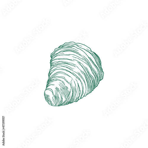 Shell of sea mollusk or snail hand drawn engraved vector illustration isolated.