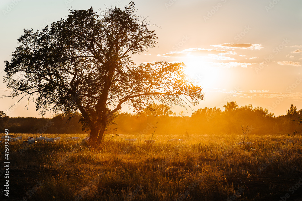 a lonely tree at a fiery sunset in a field a lonely tree at a fiery sunset in a field