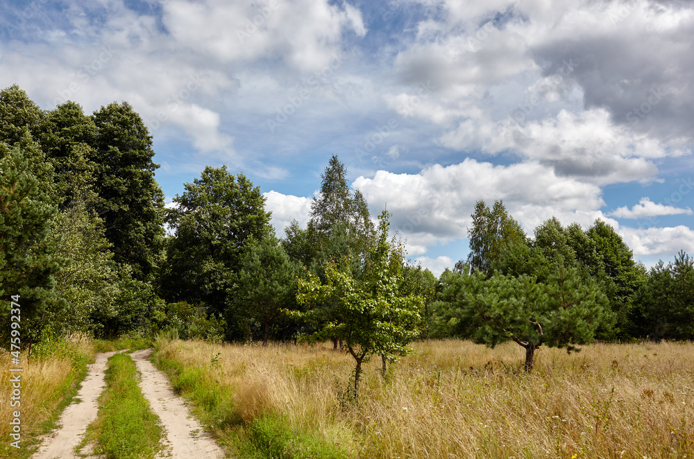 Dense forest against the sky and meadows. Beautiful landscape of a row of trees and blue sky background Dense forest against the sky and meadows. Beautiful landscape of a row of trees and blue sky background