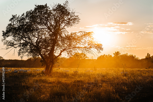 a lonely tree at a fiery sunset in a field