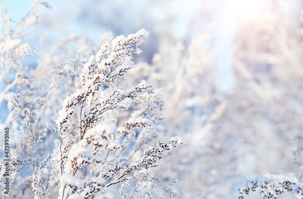 Frozen grass close up, gentle snowy natural background. beautiful winter landscape. cold frosty weather. winter season. new year, Christmas holiday. Frozen grass close up, gentle snowy natural background. beautiful winter landscape. cold frosty weather. winter season. new year, Christmas holiday.