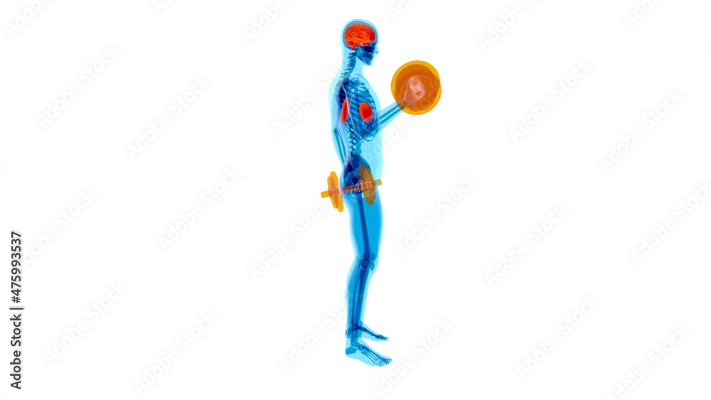 Anatomy of a X-ray man doing Biceps Curls Anatomy of a X-ray man doing Biceps Curls