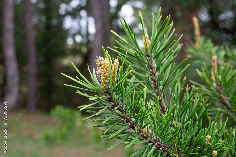 young pine buds, heatlhy drug in alternative medicine young pine buds, heatlhy drug in alternative medicine