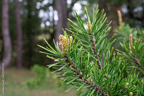 Foto young pine buds, heatlhy drug in alternative medicine