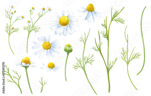 カモミールの水彩イラスト。ティー用ハーブ。装飾用の花と葉のエレメントセット。（ベクター）
