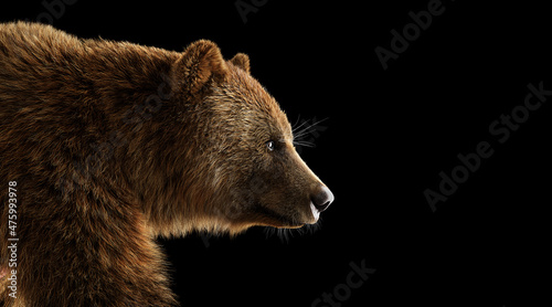 Brown grizzly bear portrait on black.