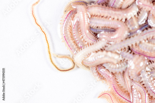 Sand Worm (Perinereis sp.) is the same species as sea worms (Polychaete), Living in a beach area with relatively shallow water levels for education in laboratory.