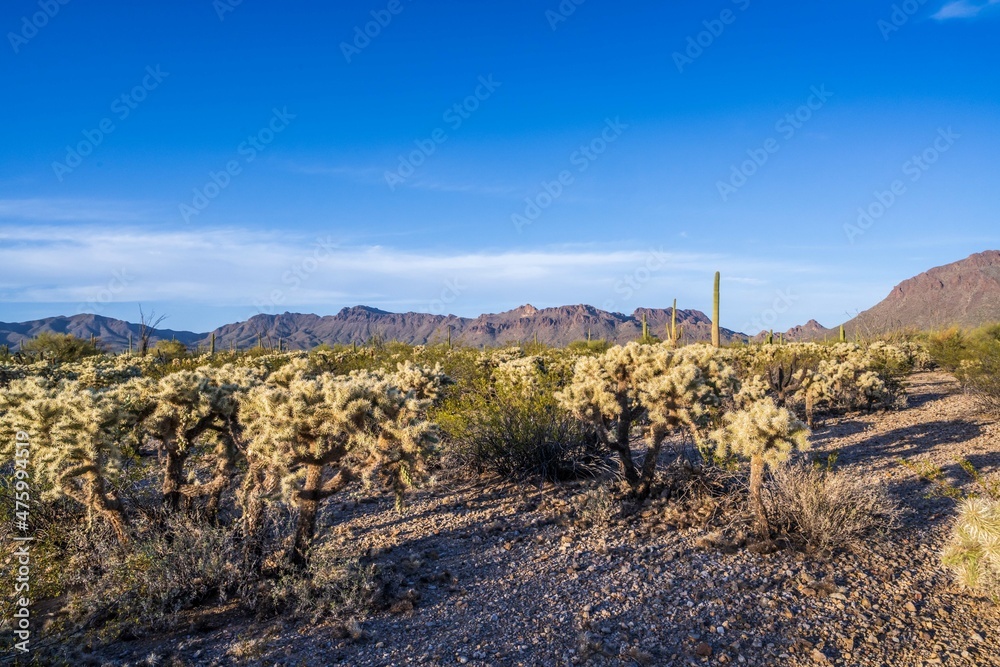 A beautiful overlooking view of nature in Tucson, Arizona A beautiful overlooking view of nature in Tucson, Arizona
