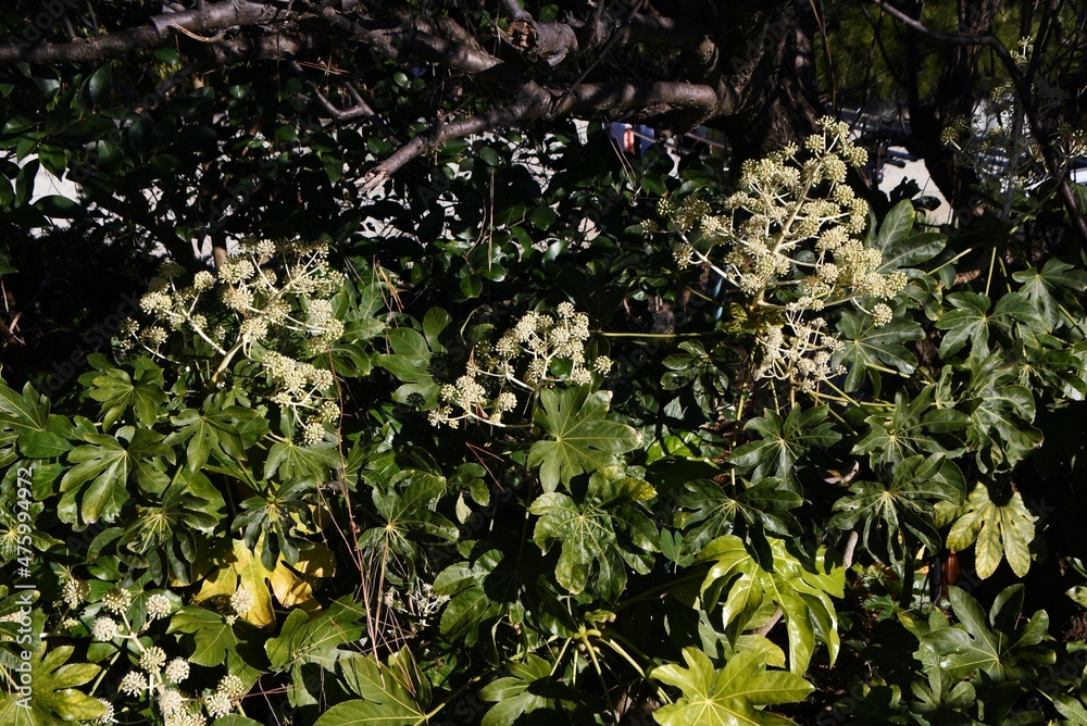 Japanese aralia flowers. Araliaceae evergreen shrub. The flowering season is late autumn and the fruits ripen in April to May of the following year. 