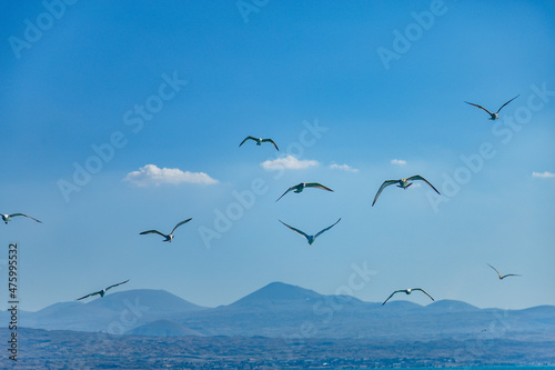 Beautiful shot of seagulls flying over a blue sea near mountains photo