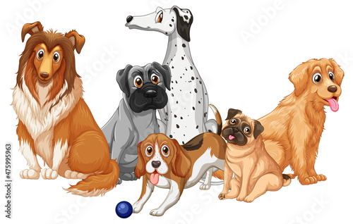Group of dog breeds on white background
