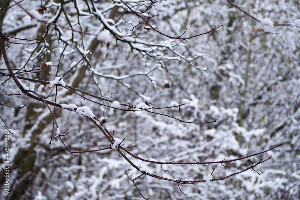 a lot of trees with snow. winter. winter forest a lot of trees with snow. winter. winter forest