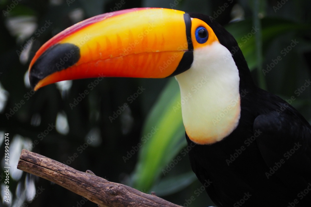 Fototapeta premium toucan on a branch