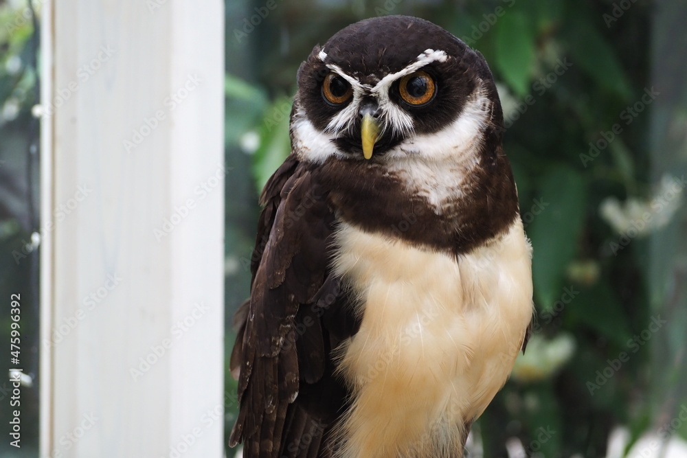 Obraz premium red tailed hawk