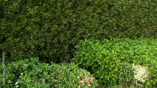 Fototapeta Naklejka Na Ścianę i Meble -  Green grass