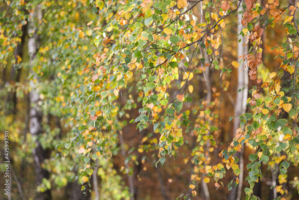 Close up forest details with small yellow leaves.