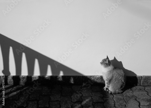Fotografie, Obraz gatto al sole