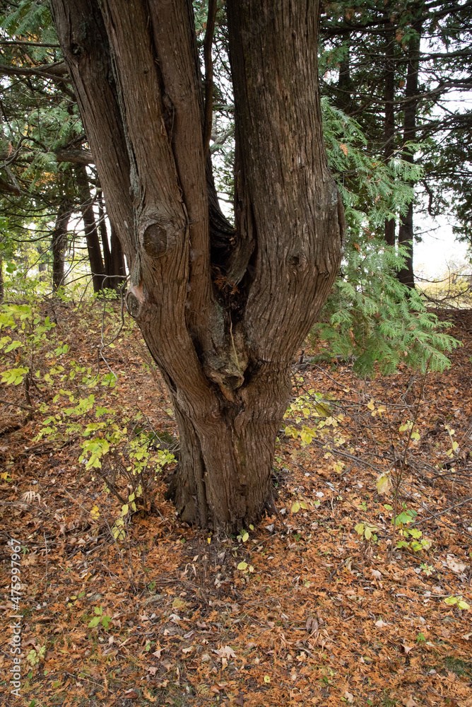 Bark in autumn Bark in autumn