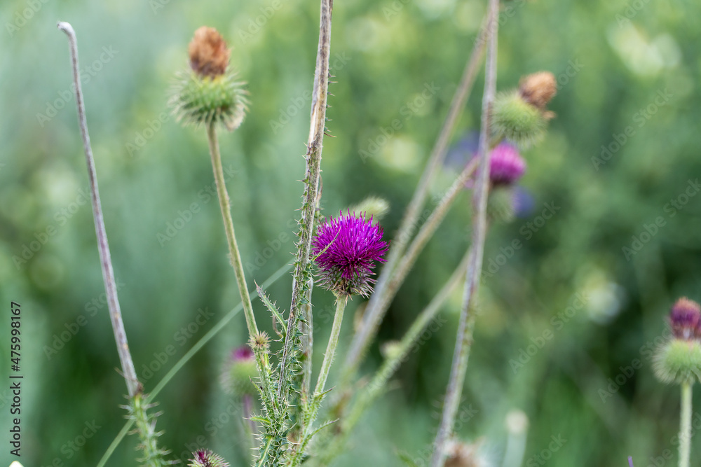Beautiful lilac flower of thorny burdock in the field. Beautiful lilac flower of thorny burdock in the field.