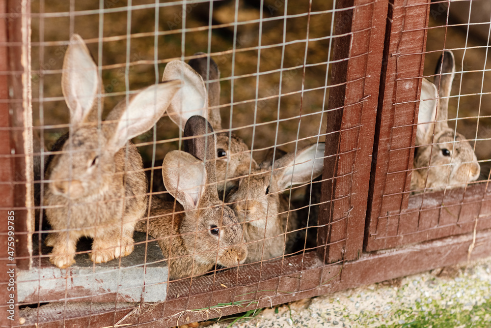 Domestic furry red and gray farm rabbits bunny behind the bars of cage ...
