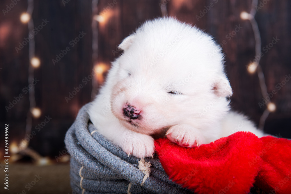 White fluffy small Samoyed puppy dog in a Christmas gift box White fluffy small Samoyed puppy dog in a Christmas gift box