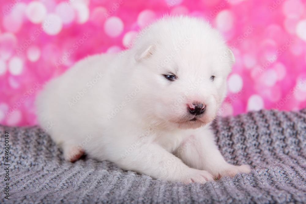White fluffy small Samoyed puppy on gray knitted wrap White fluffy small Samoyed puppy on gray knitted wrap