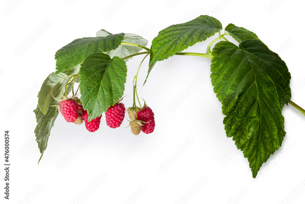 Branch of the raspberries with berries on a white background Branch of the raspberries with berries on a white background