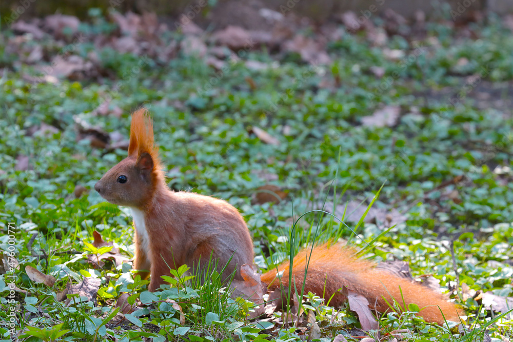 Close-up of a beautiful red squirrel in the park. Close-up of a beautiful red squirrel in the park.
