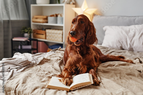Full length portrait of cute Irish Setter dog lying on bed with book and holding ball