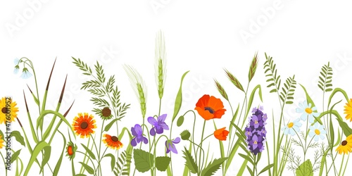 Wild meadow with flowers and herbs, spring botanical seamless border. Wildflower field with plants, ears and grass. Floral vector background