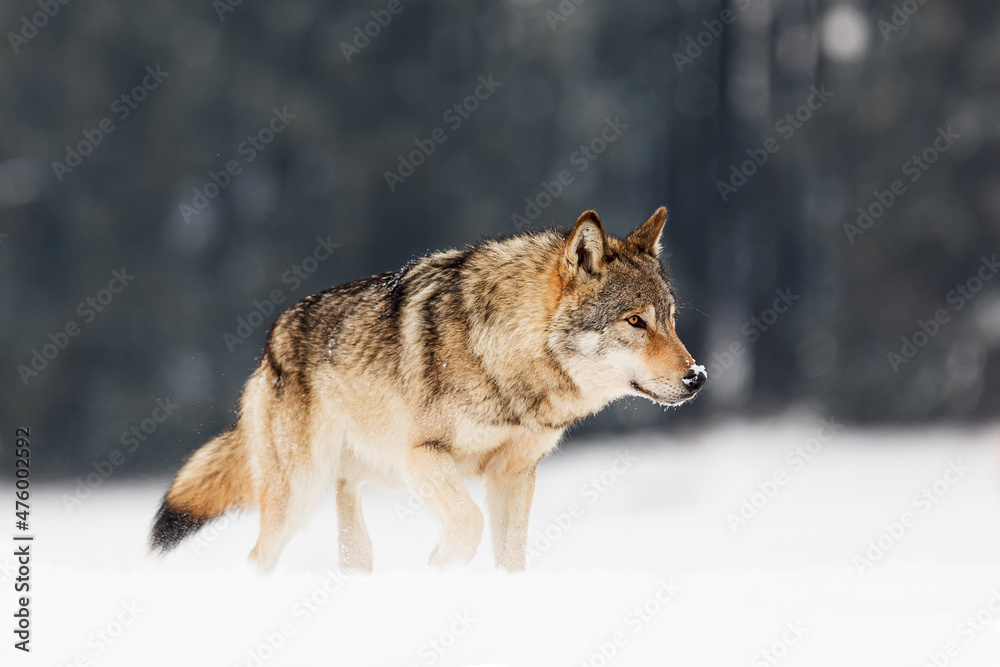 male gray wolf (Canis lupus) portrait in the snow in the snow