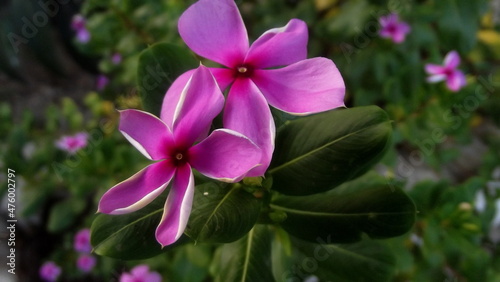 Pink and purple flowers in garden