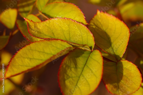 Beautiful green branches of the plant. The background of nature, the texture of the leaves.